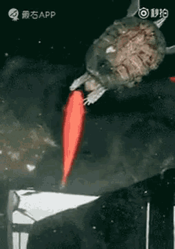 a turtle is swimming in a pond with a red fish in it 's mouth ..