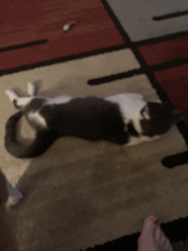 a cat laying on its back on a rug