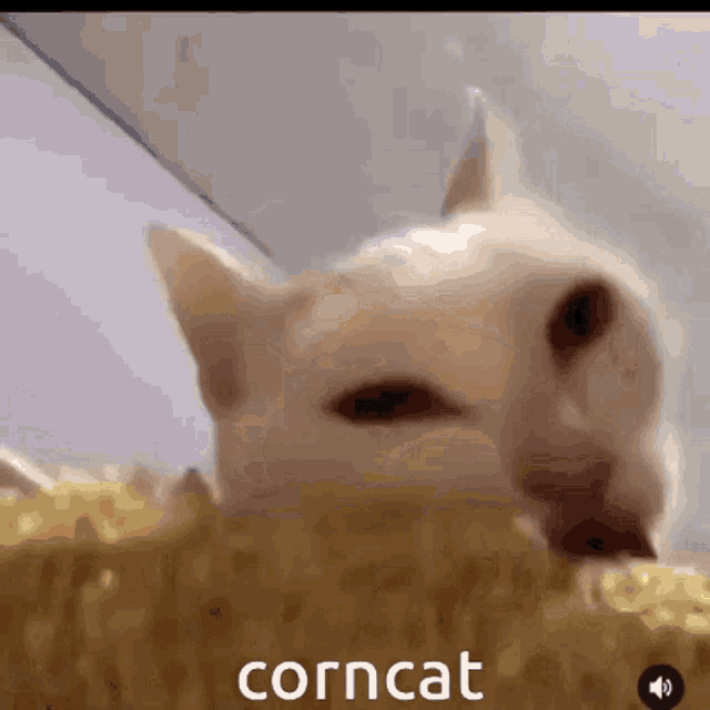 Corncat GIF - Corncat GIFs