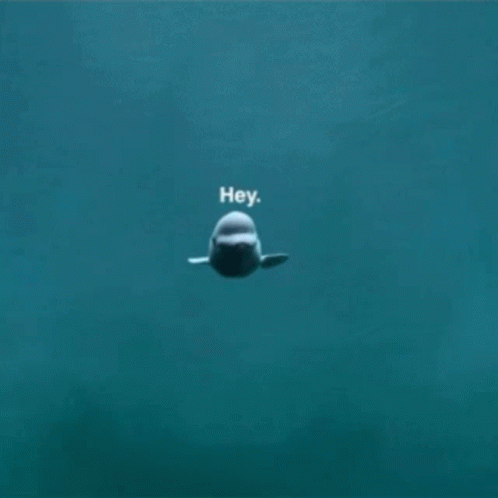 Catch Me If You Can Dolphin GIF - Catch Me If You Can Dolphin Hey GIFs