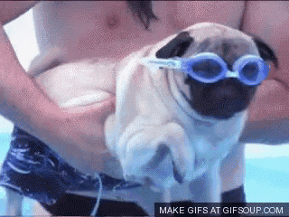 a pug wearing swimming goggles is being held by a shirtless man