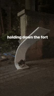 Holding Down The Fort Cat GIF - Holding Down The Fort Cat GIFs