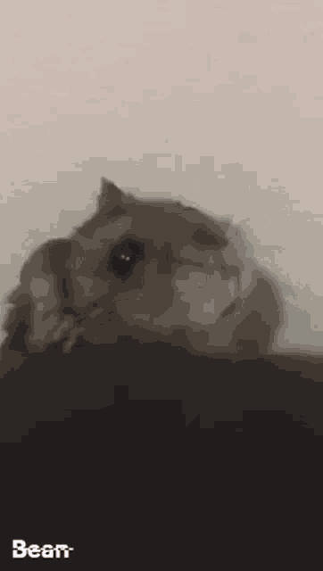 a close up of a hamster looking at the camera with the word bean below it