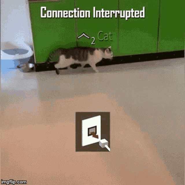 Memes Cat GIF