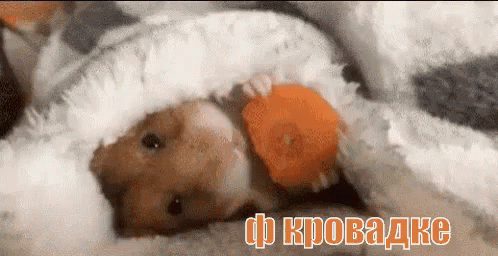 в кроватке устал уютно валяюсь хомяк мило лень GIF - In Bed Hamster Carrot GIFs