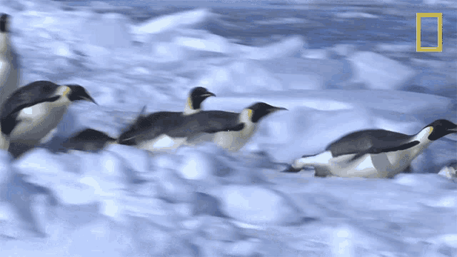 Diving World Penguin Day GIF - Diving World Penguin Day Emperor Penguins GIFs