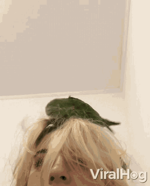 Fixing Hair Let Me Fix Your Hair GIF - Fixing Hair Let Me Fix Your Hair Bird Hairdresser GIFs