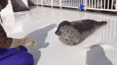 a seal is laying on a white surface while a person feeds it .