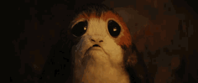 a close up of a small animal with big eyes