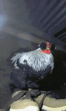 a rooster wearing sunglasses sits on top of a pair of shoes