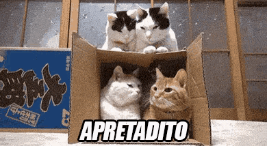 three cats are sitting in a cardboard box with the word apretadito above them