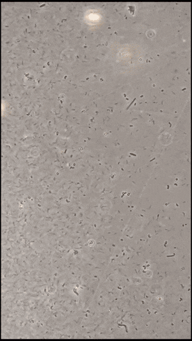 a close up of a brown surface with a few small dots on it