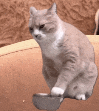 Cat Meme Food Bowl GIF - Cat Meme Food Bowl Persian GIFs