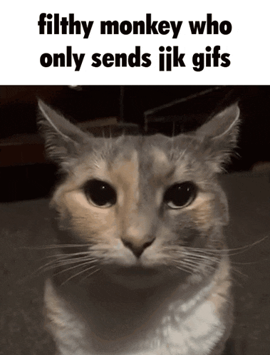 a picture of a cat with the caption filthy monkey who only sends ijk gifs