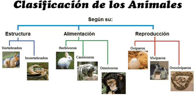 a diagram showing different types of animals with the words clasificacion de los animales below it