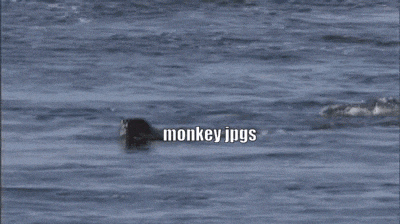 a whale is riding a wave in the ocean and the word orcas is on the bottom of the picture .