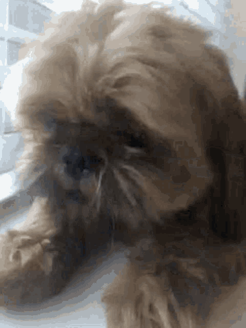 a small brown dog is laying down on a window sill looking at the camera .