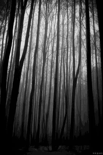 a black and white photo of a foggy forest with the letters vega on the bottom