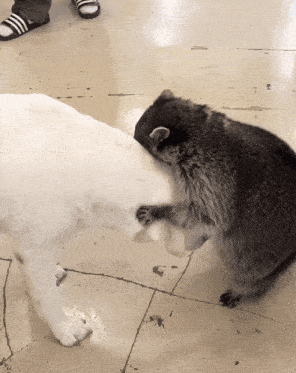 a raccoon playing with a white dog on a tile floor