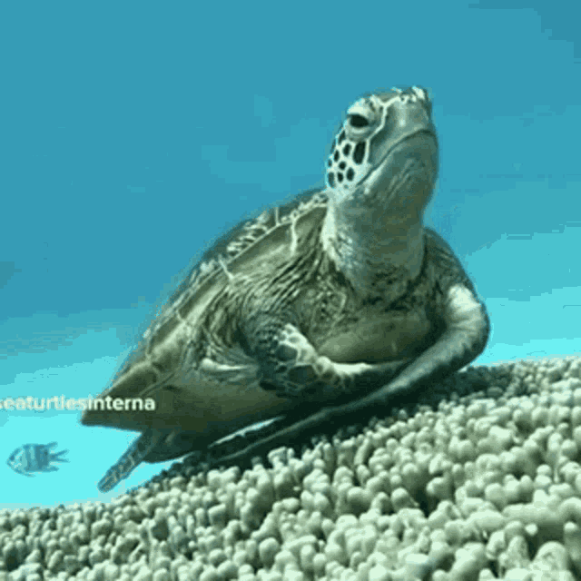 Turtle Sea GIF - Turtle Sea Sleepyturtle GIFs