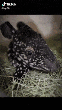 a baby tapir is laying in a pile of hay and looking at the camera with a tiktok logo above it