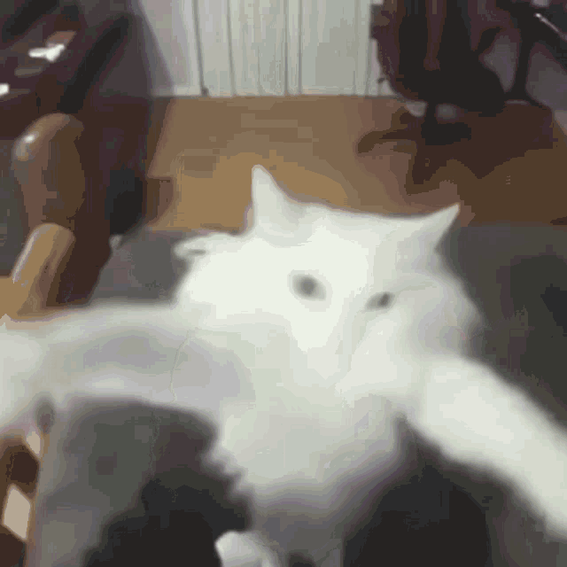 a white cat is laying on a chair and looking at the camera .