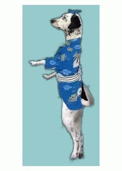 ダルメシアン はっぴ　浴衣　袴 GIF - Dalmatian Dog Cute GIFs