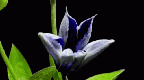 Beijinho Flower GIF - Beijinho Flower Blooming GIFs