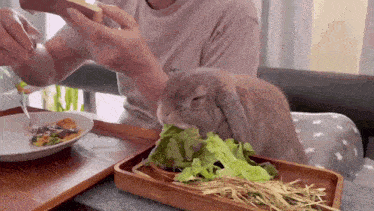 a rabbit is eating lettuce from a wooden tray while a person eats bread .