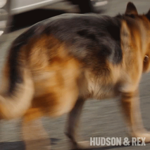 Running Rex GIF - Running Rex Hudson And Rex GIFs
