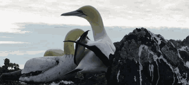 a bird with a yellow beak is sitting on a large rock
