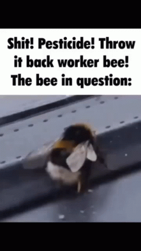 In Question The Bee In Question GIF - In Question The Bee In Question GIFs