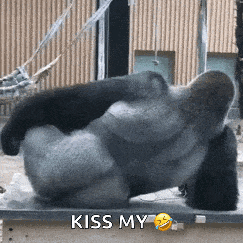 Gorila Ass GIF - Gorila Ass Culo De Gorilla GIFs