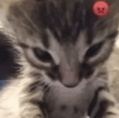 a close up of a kitten 's face with a red angry face on its head .