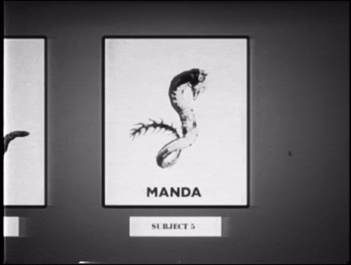 a black and white drawing of a snake with manda written on it