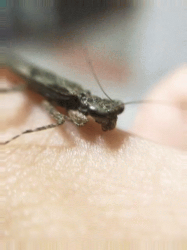 Bug Insect GIF - Bug Insect Micro GIFs