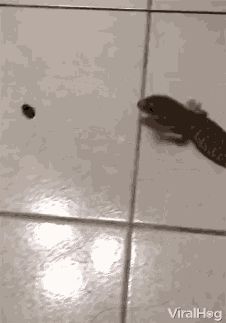 Gecko Running Slippery GIF - Gecko Running Slippery Fail GIFs