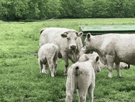 a herd of cows grazing in a grassy field