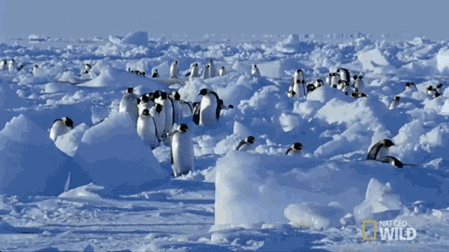 Marching Penguins National Geographic GIF - Marching Penguins National Geographic Penguins GIFs