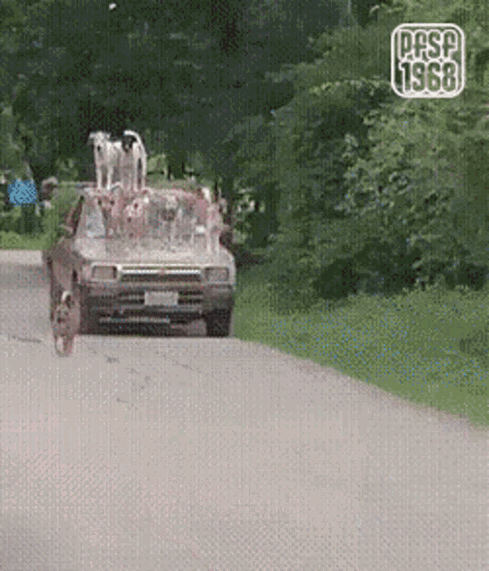 a car with a bunch of dogs on top of it driving down a road