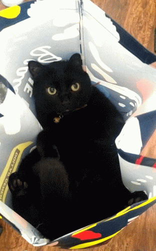 Minnie Black Cat GIF - Minnie Black Cat Cat GIFs