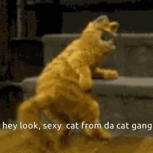 a picture of a cat with the words hey look sexy cat from da cat gang above it
