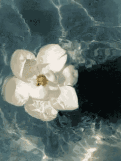 a white flower with a yellow center is floating in a pool of water