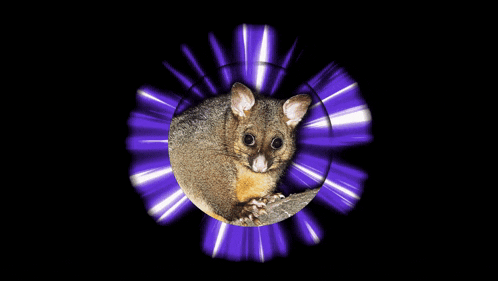 Possum Australian Possum GIF - Possum Australian Possum Critters GIFs