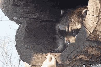 Raccoon Hungry GIF - Raccoon Hungry Washbear GIFs