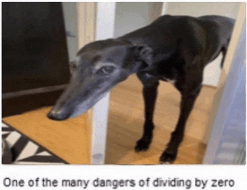 a black dog standing in a hallway with the words one of the many dangers of dividing by zero
