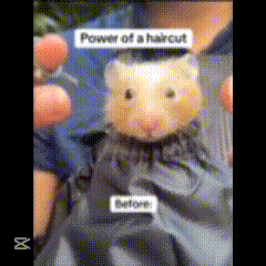 a person is holding a hamster with the words power of a haircut below it