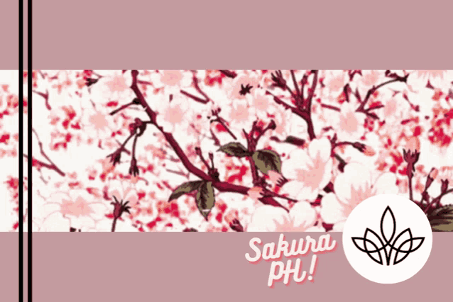 a pink background with cherry blossoms and the words sakura ph!