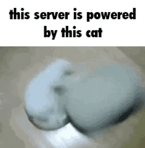 a cat is laying on a table with the words `` this server is powered by this cat '' written on it .