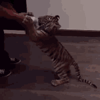 a tiger cub is standing on its hind legs and playing with a toy